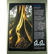 1987 Q Data Group Qpac and Qfin software Ad - Stability Sycamore Fig Tree