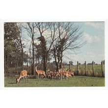 Deer Park at Banham Zoo and Woolly Monkey Sanctuary Norfolk Postcard