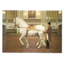 VIENNA, SPANISH RIDING SCHOOL unused vintage postcard white horses (a) =
