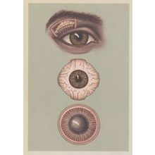 Human Eye Lacrimal Gland Eye Muscles Iris Pupil Postcard
