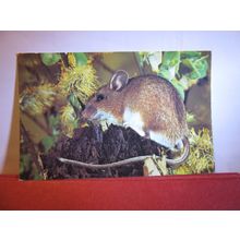 LONG TAILED WOODMOUSE unused vintage postcard Wildlife series Colourmaster #