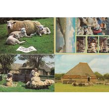 Texel Sheep Farming Holland 4x Postcard s