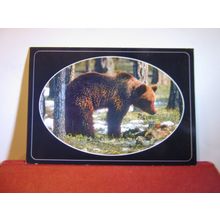 BROWN BEAR, SWEDEN used postcard 2005 pm =