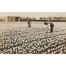 Spalding Men Working Among Tulips WW1 Lincs Wartime RPC Postcard