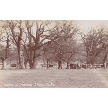 Deer in Windsor Park Berkshire Antique Real Photo Postcard