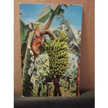 BANANA TREE, CANARY ISLANDS used postcard. dated 1963 =