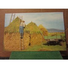 RICK THATCHING farming unused postcard by Salmon