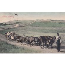 A Typical Ox Wagon South Africa Old Postcard