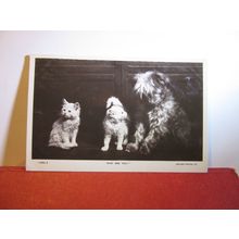 'WHO ARE YOU?' DOG AND KITTENS used antique postcard RP by Rotary 1913 pm =