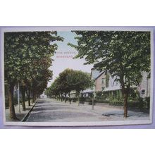 pre 1918 postcard The Avenue, Minehead