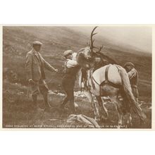 Deer Stalking At Blair Atholl Animal Hunting Rare Postcard