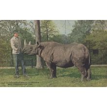African Rhinoceros at New York Zoological Park With Zoo Keeper Postcard