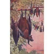 Dinosaur Bats Old Mamiferos Antique Spanish Postcard Style Trade Card