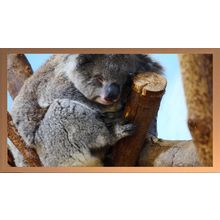 Koala Dreaming A5 Beech