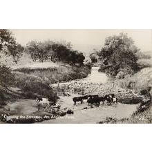 Crossing The Stream Cattle at South African Farm Old RPC Postcard