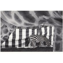 z130 Swiss Circus Zebra Opening Animal Cage Stunning Photo Postcard