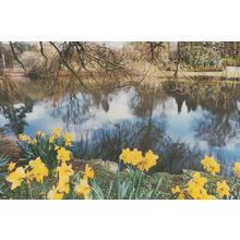 The River at University of Essex Vintage Postcard