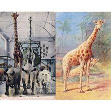 Pretoria Museum Giraffe 2x Old South African Postcard s