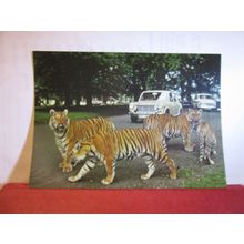 THE TIGERS, WOBURN WILD ANIMAL KINGDOM, WOBURN PARK, unused postcard. =