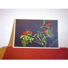 ROSE HIPS flowers unused vintage postcard =