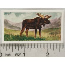 Neilson's Interesting Animals card No. 8 Moose