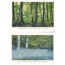 Ancient Woodland Trees Danger Under Threat 2x Appeal Postcard s