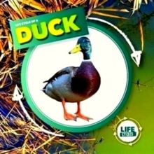 Duck by Kirsty Holmes