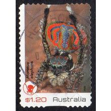 Australia 2023 Peacock Spiders - Maratus elephans $1.20 s/a Used