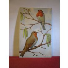 THE ROBIN unused Swiss postcard birds animals =
