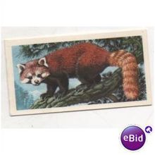 1962 Brooke Bond Tea card Asian Wild Life No.21 Red Panda