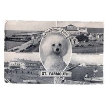 GREAT YARMOUTH, NORFOLK multiview used vintage postcard 1965 pm POODLE DOG #