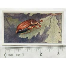 Vintage: Dutch card Jac. P. Thijsse, Lente No. 103 Meikever