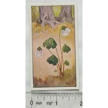 Vintage: Dutch card Jac. P. Thijsse, Lente No. 95 KLaverzuring Slapend