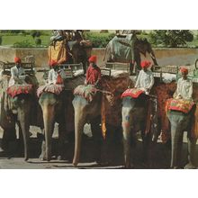 India Elephant Taxi Cars Cabs Jaipur Rajasthan Postcard