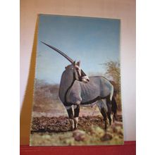 GEMSBOK, KALAHARI , SOUTH AFRICA used postcard 1973 pm =