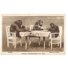 YOUNG CHIMPANZEES AT TEA unused postcard by LONDON ZOO photo by F W Bond (A) #