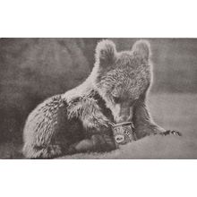 Bear Eating Treacle Golden Syrup Can Antique Animal Postcard