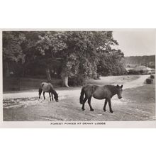 Forest Pony Ponies at Cumbria Denny Lodge Real Photo Postcard
