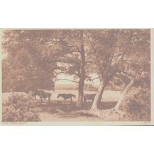 New Forest Ponies New Forest Hampshire Postcard (QHAM183)