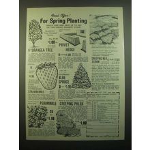 1980 House of Wesley Nursery Ad - For Spring Planting!