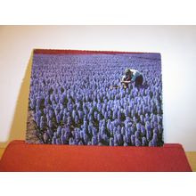 FIELD OF HYACINTH, NETHERLANDS unused postcard flowers =