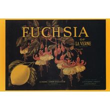 Fuchsia Of Laverne Lemons Los Angeles Advertising Postcard