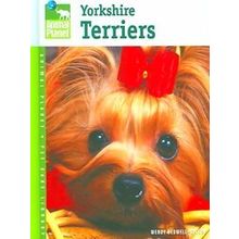 Yorkshire Terriers