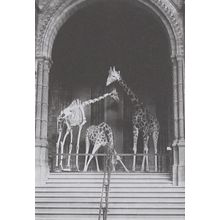 Antique Giraffe Skeleton London Natural Museum Postcard