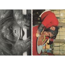 Chimpanzee Eating in Steak Restaurant Comic Monkey 2x Postcard