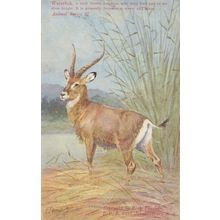 Waterbok Antelope Animal South African WW1 Postcard