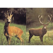 Roe & Red Deer 2x 1970s Postcard s