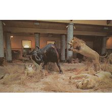 Lourenco French Lion Attacking Bull Marques Model Waxwork Exhibit 1970s Postcard