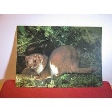 WEASEL. COLLECTACARD postcard by J.Arthur Dixon KWA/22991 =