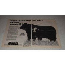 1983 American Angus Association Ad - Bulls You Need